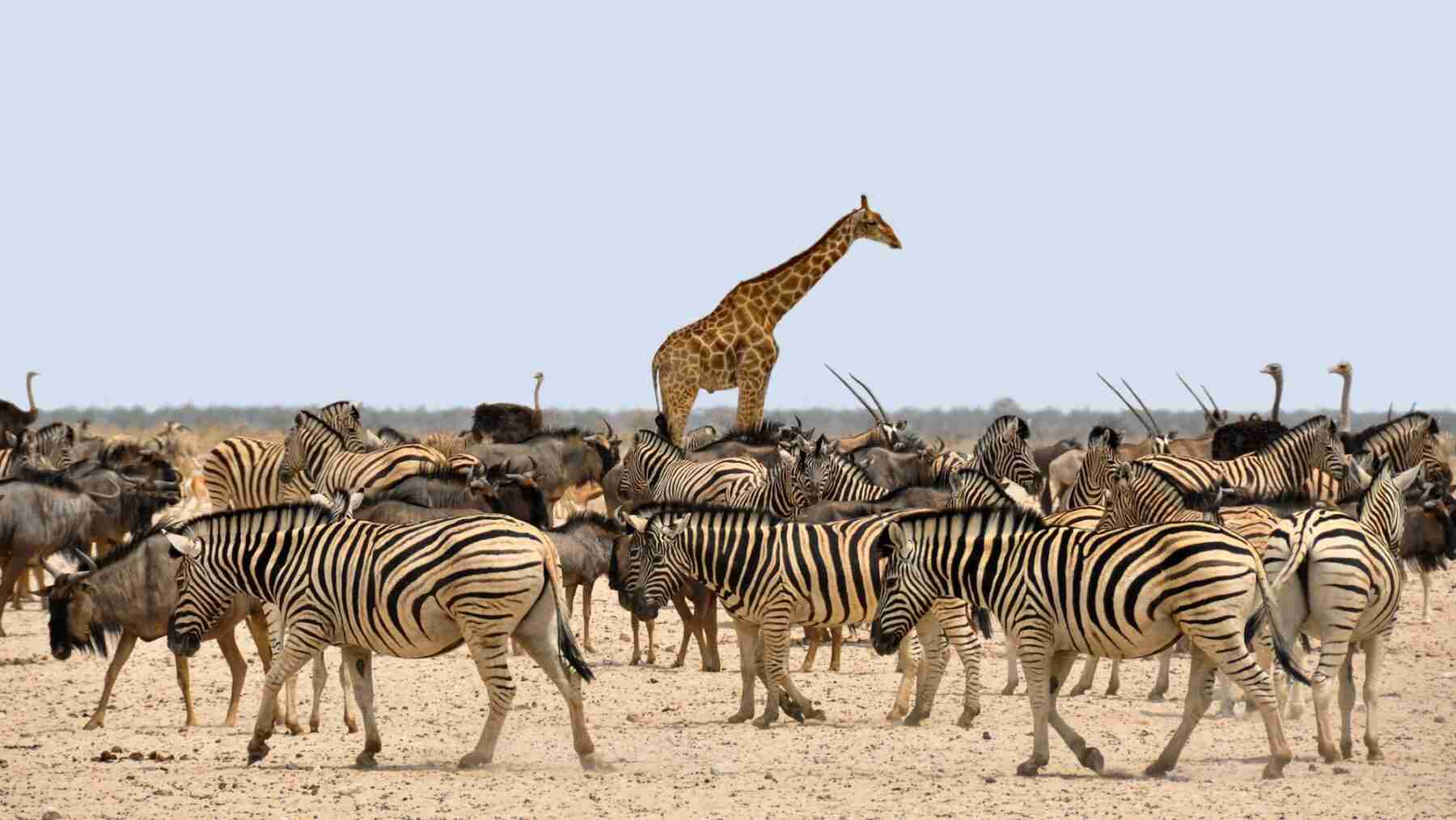 Explore Tanzania’s Wildlife with Exclusive Safari Packages