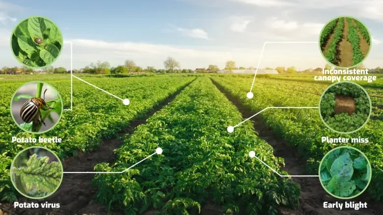 Predictive Analytics in Crop Health: Using Historical Data for Early Warning Systems