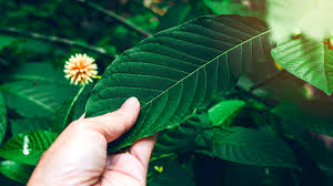 Buy Kratom - A detailed Guide To Buy Kratom keeping In Mind A Few Considerations