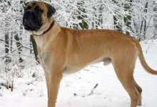 Breeds Built for Home Defence