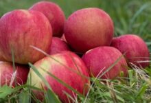 11 Questions Before Starting a Family Orchard