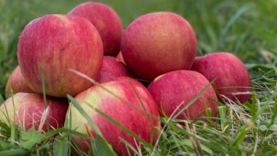 11 Questions Before Starting a Family Orchard
