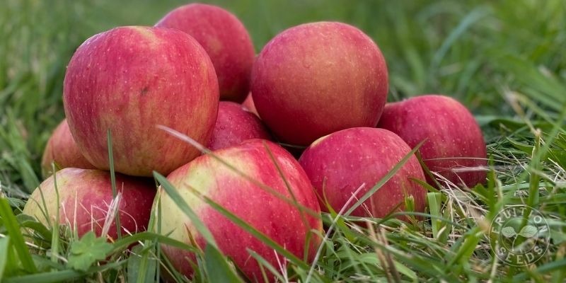 11 Questions Before Starting a Family Orchard